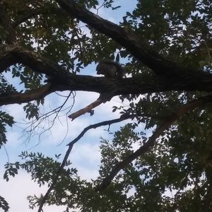 Meet your Posher, Ebony